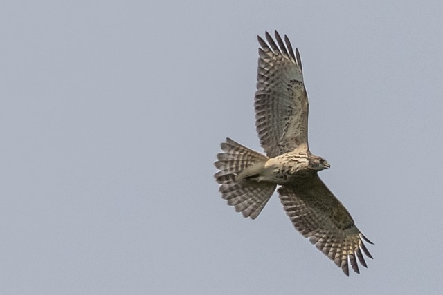 usa, nj, red tail hawk