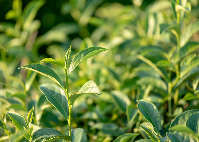 Health Benefits of Organic Green Tea