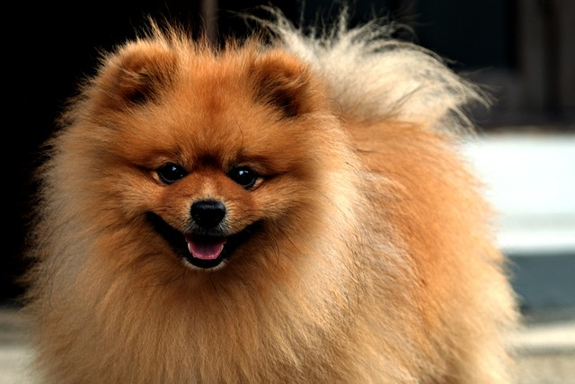 dog, teacup pomeranian, pomeranian, pet, teacup pomeranians, pomeranian breed, teacup poms, dog breed, sturdy dogs, dogs tend, large dogs, teacup poms, dwarf spitz, red teacup pomeranians