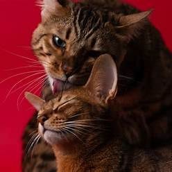 Twee katten likken elkaar op een rode achtergrond