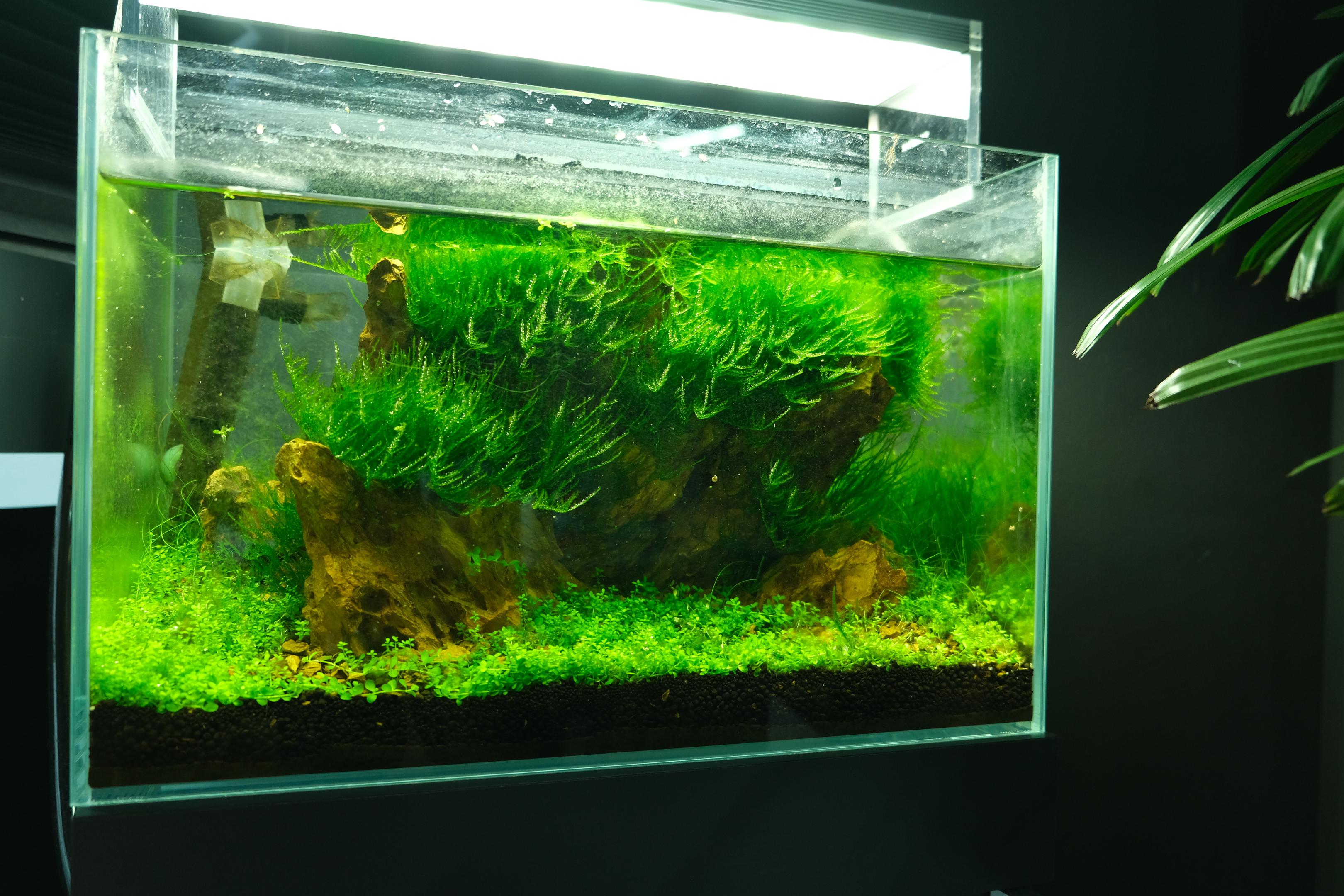 Aquarium with glass covered by Green Dust Algae (GDA)