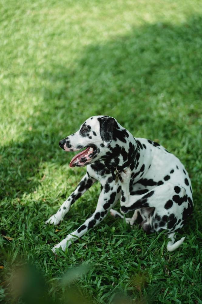 A Dalmatian sitting on grass, scratching itself, which is a common sight for pet owners wondering what to do for itchy dog after grooming