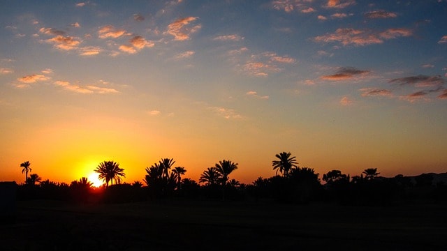 marrakech, sunset, palm tree