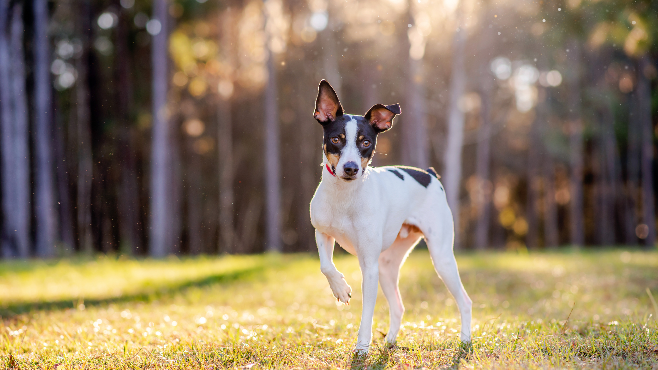 A good looking Rat Terrier standing in front of a forest during sunrise