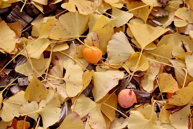 ginkgo biloba, tree species, leaves in the autumn, autumn colors, ginkgo, discoloration, yellow leaves, edible fruits, leaves, nature, fall