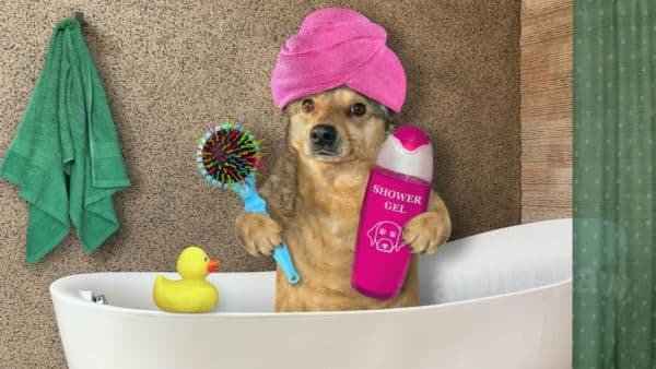 grooming, dog bathing