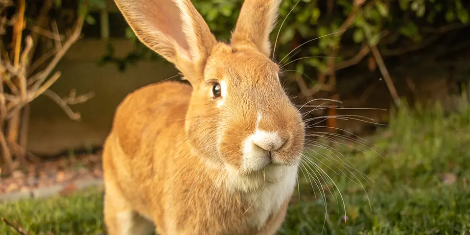 Flemish Giant Rabbit