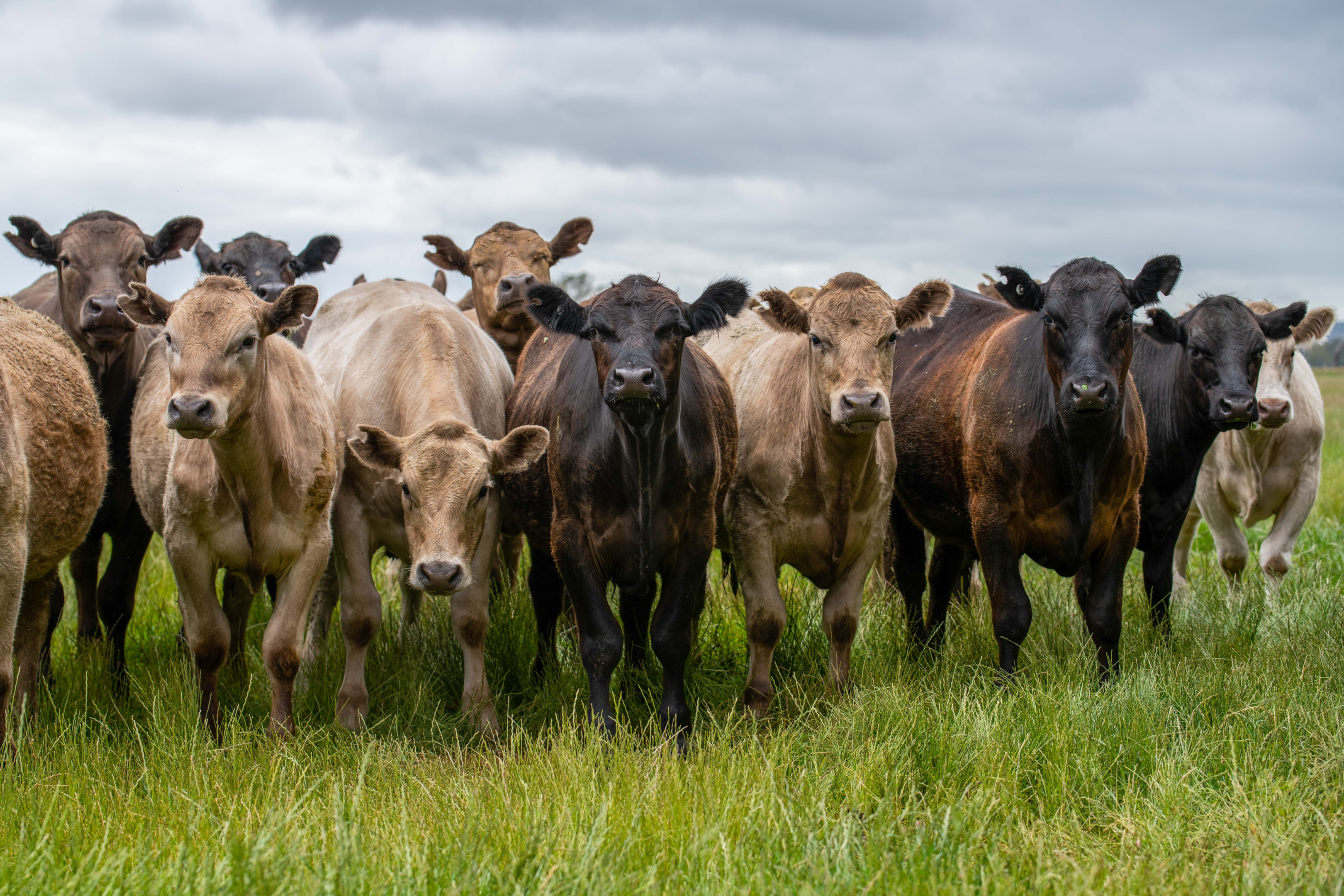 Wagyu Cow Price: Understanding the Cost of this High-Quality Beef