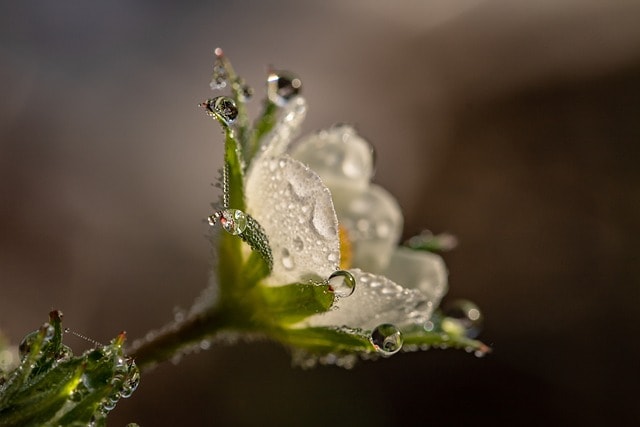 flower, white flower, dew, dewdrops, petals, bloom, blossom, flora, nature, close up, macroperspective, flower wallpaper, flower, beautiful flowers, flower, flower, flower background, flower, flower