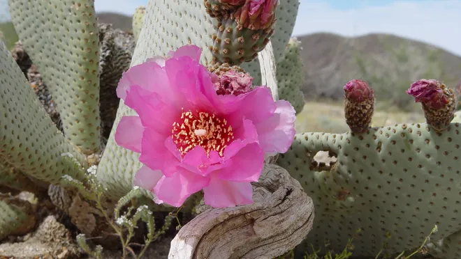 growing cacti, flowering cactus, orchid cacti