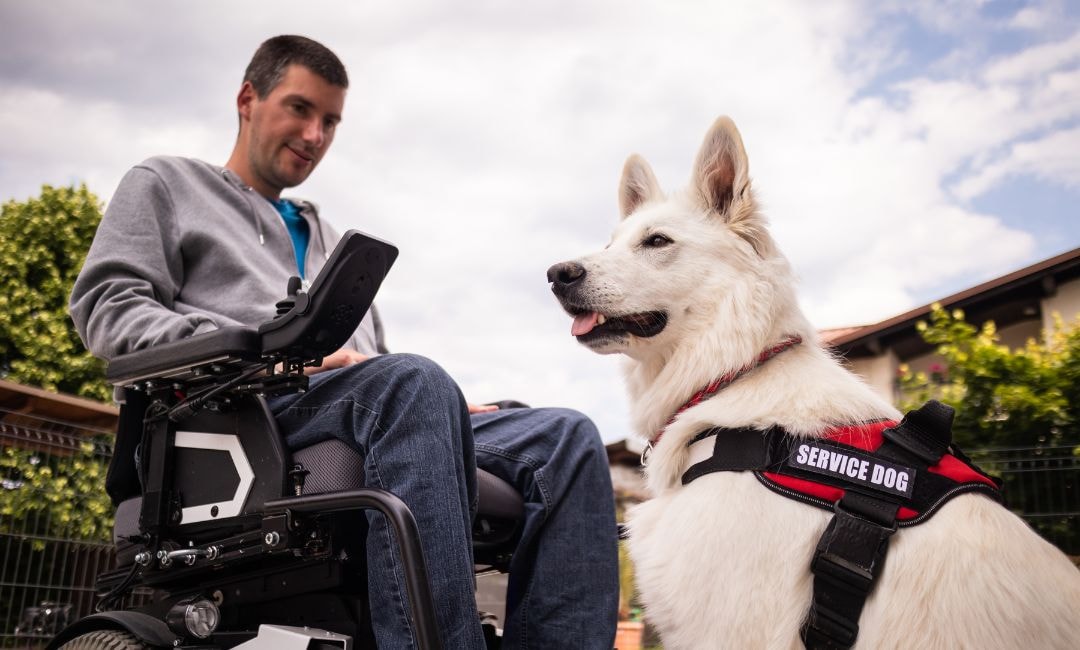 Do Service Dogs Have to Wear a Vest | Shultz K9
