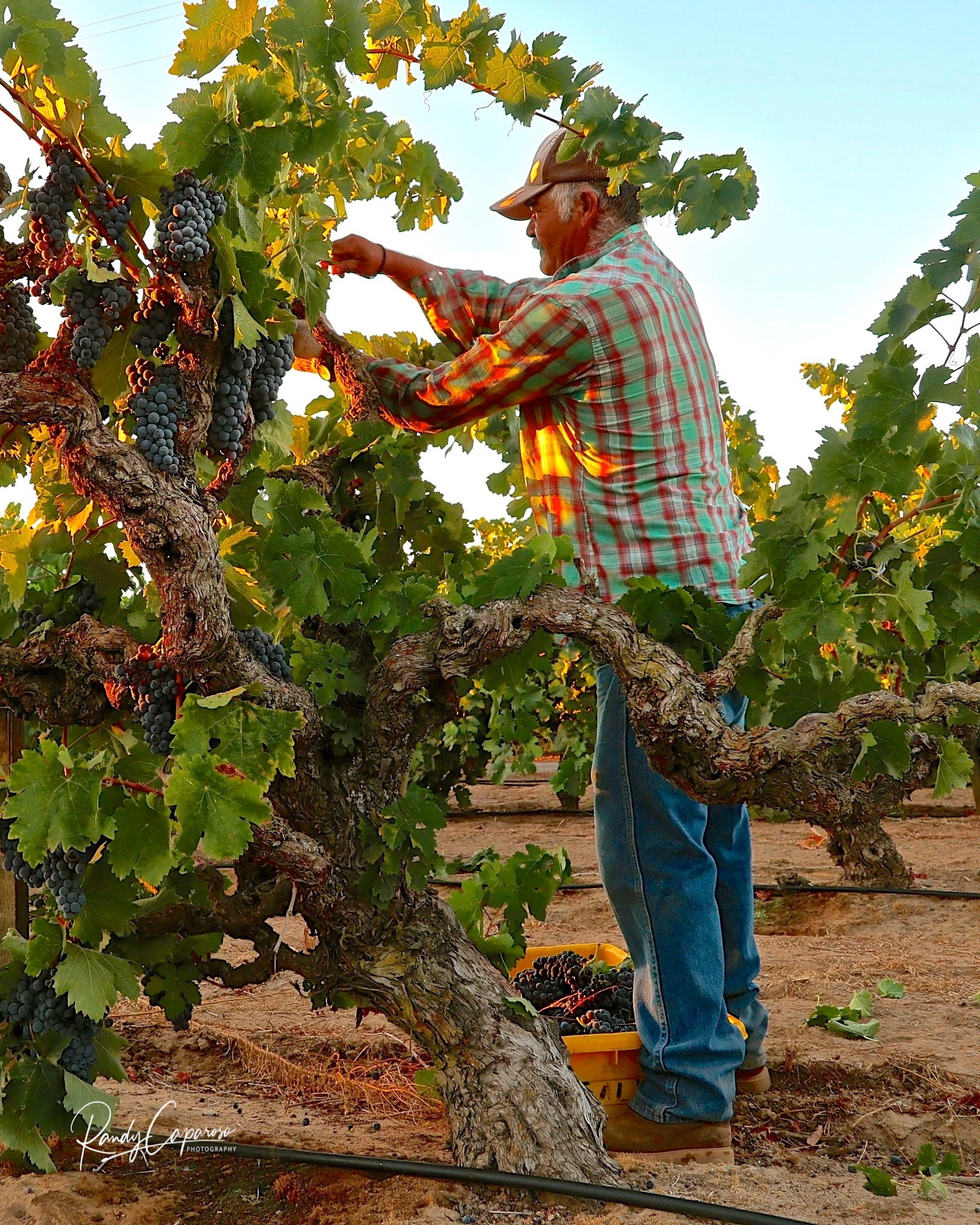 man harvesting Zinfandel Grapes from a 133-year-old vine