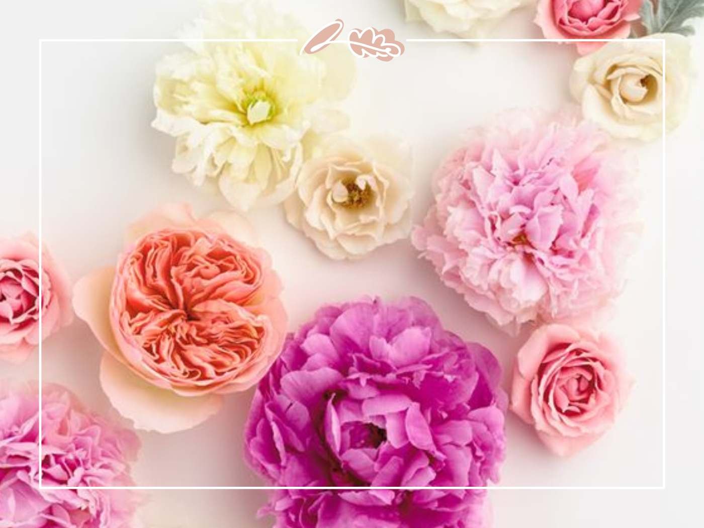 Top view of pastel pink, peach, and white roses arranged beautifully on a white background.