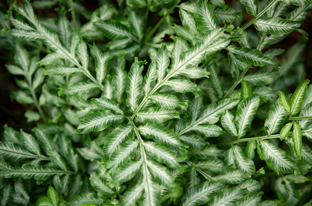 fern care indoor, ferns for homes, 