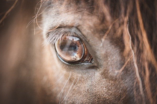 eye, horse, pony