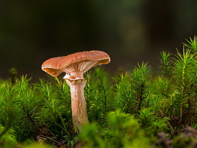 Can You Eat Elephant Ear Mushrooms? - Healing Picks