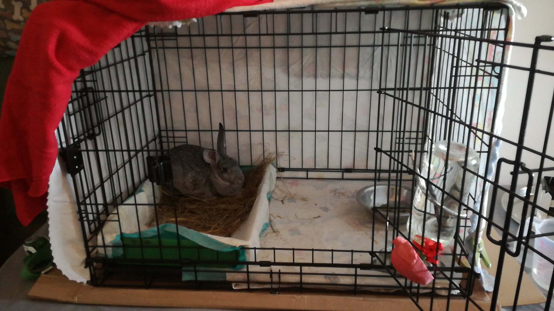 Indoor bunny hideaway