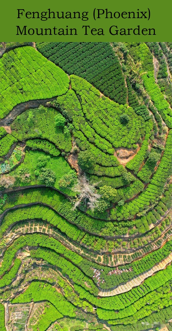 Fenghuang (Phoenix) Mountain Tea Garden