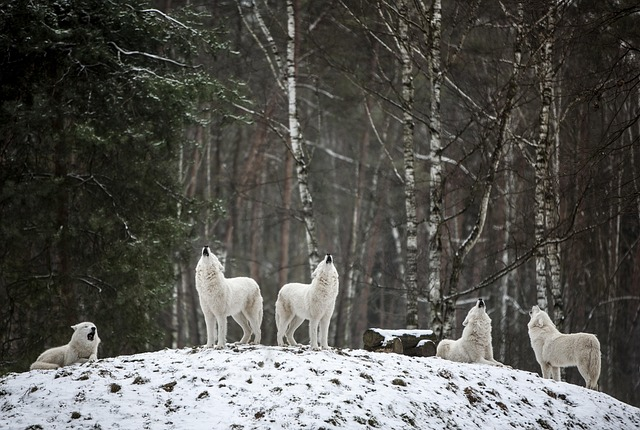 white wolf symbolize