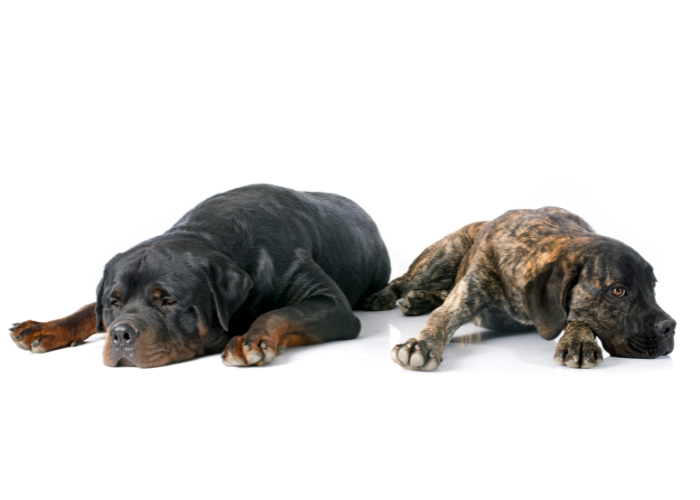 22 Dog Breeds That Look Like Rottweilers (2025 Edition)