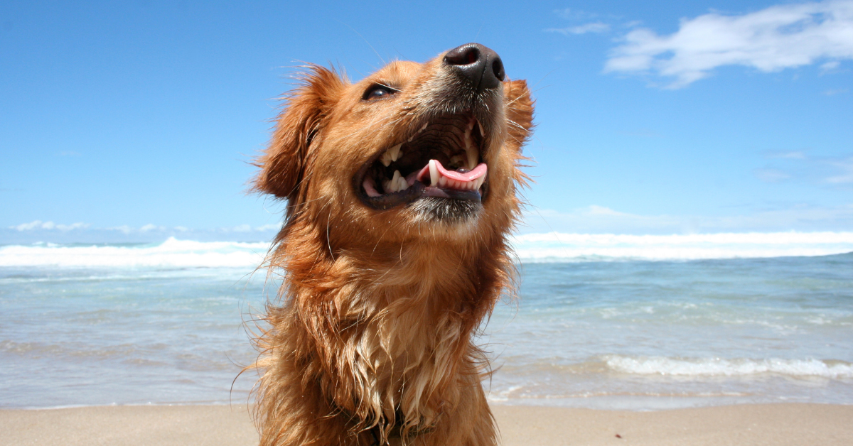 A happy, wet golden retriever enjoying a sunny day at the beach in North Cape May, with ocean waves and a bright blue sky in the background.