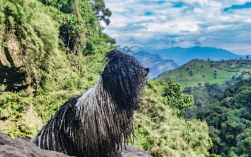A Puli dog staring over a valley from a high ledge