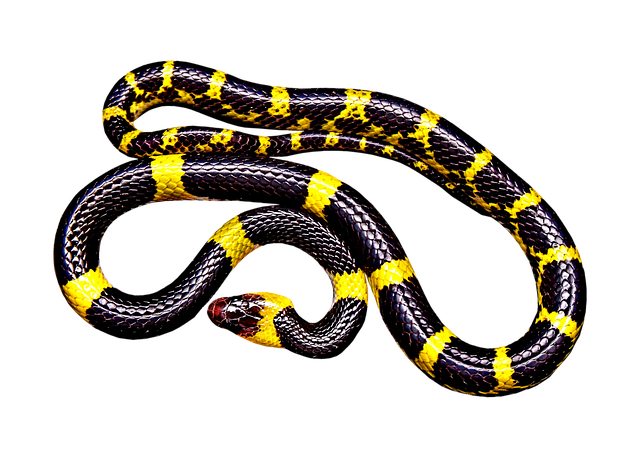 coral snake, snake, serpent