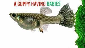 A Guppy Having Babies - YouTube