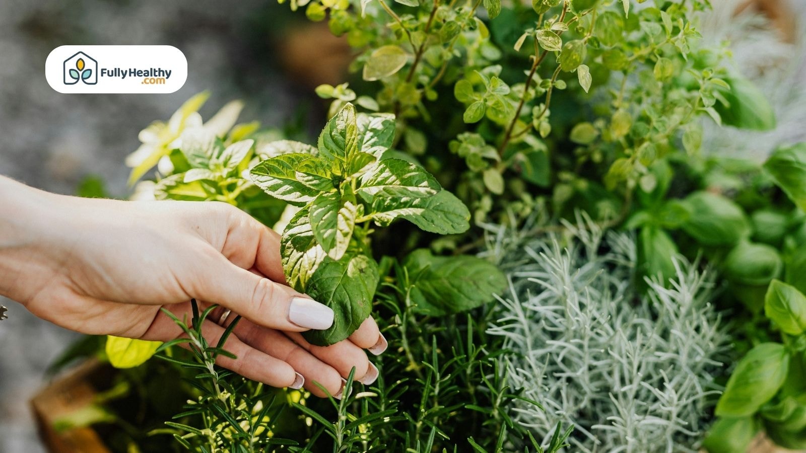 Hand harvesting fresh oregano leaves in a home herb garden.