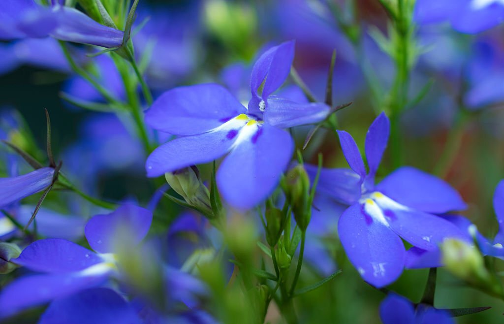 Lobelia