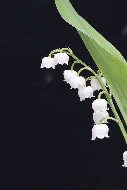 lily of the valley, flower, may