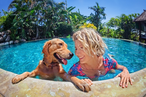 dogs swim, swim lesson, teach dog how to swim