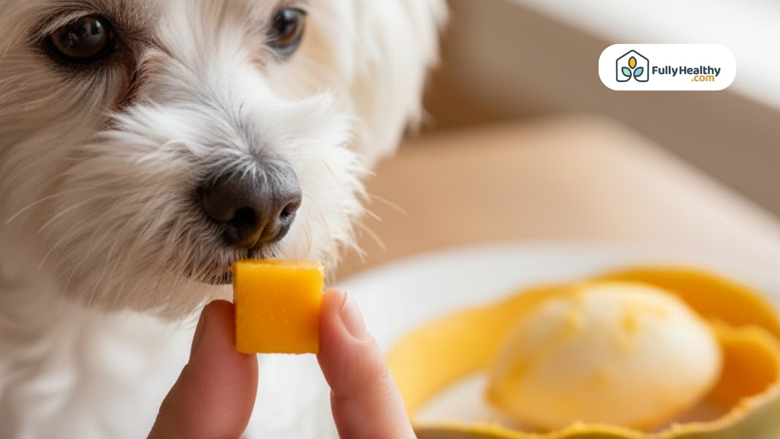 Close-up of dog sniffing a cube of fresh mango before eating