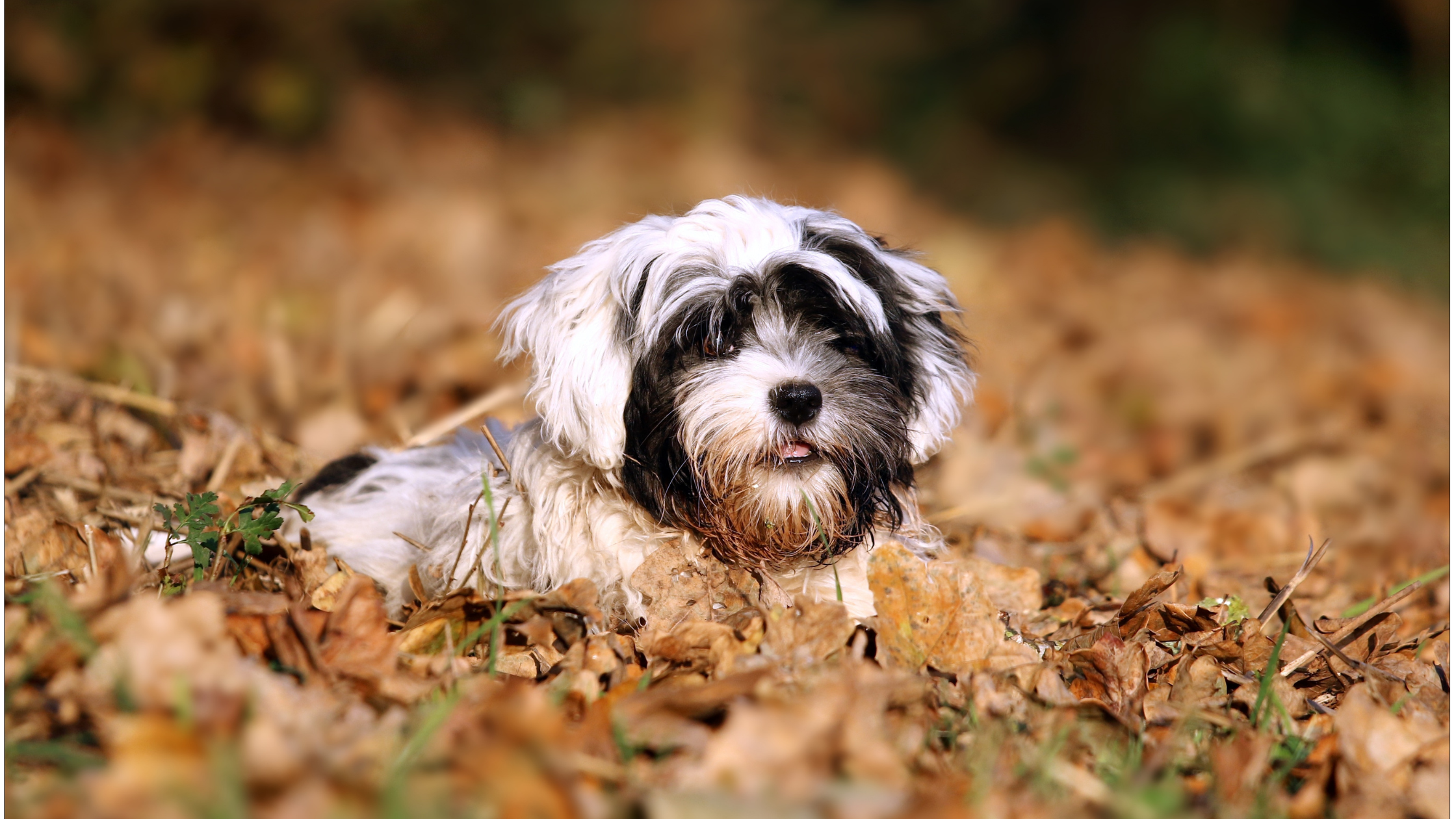 A healthy Bolonka laying in an Autumn forest