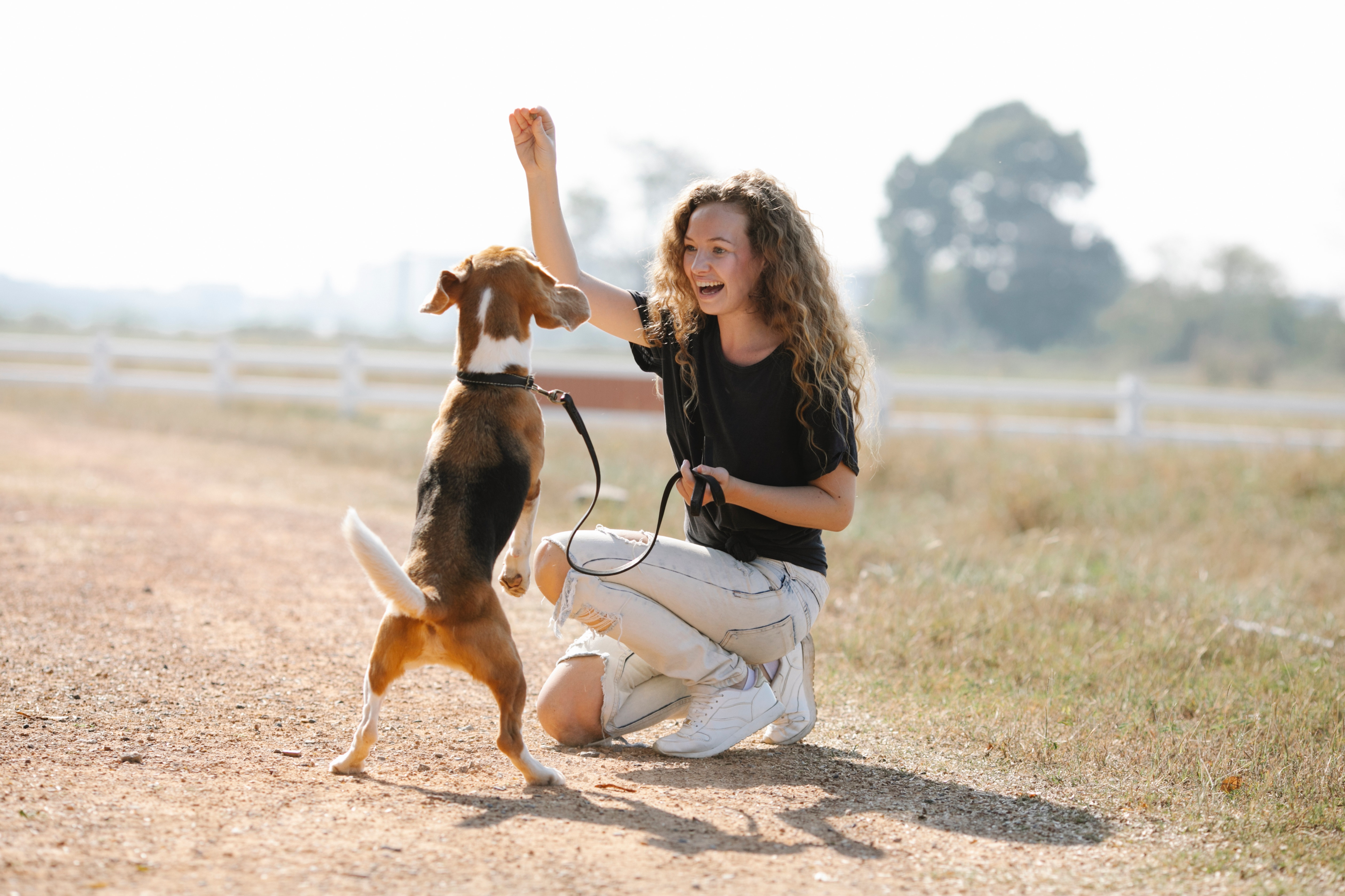 Dog walker giving beagle a treat