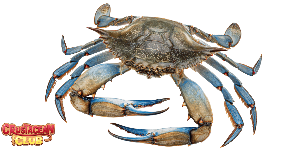 Blue crab with vibrant shell