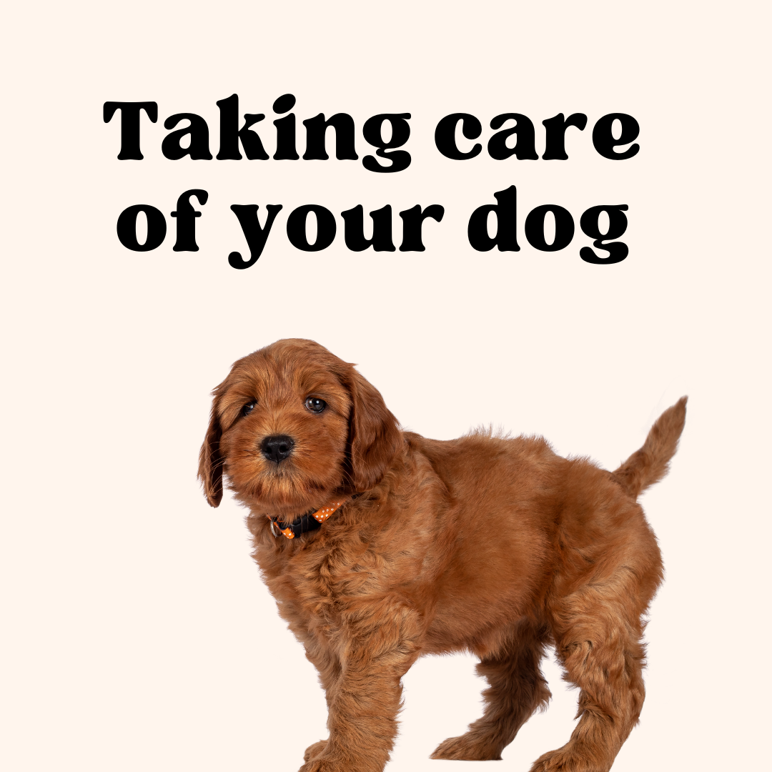 Why you should leave water in your puppies crate at night DailyBark