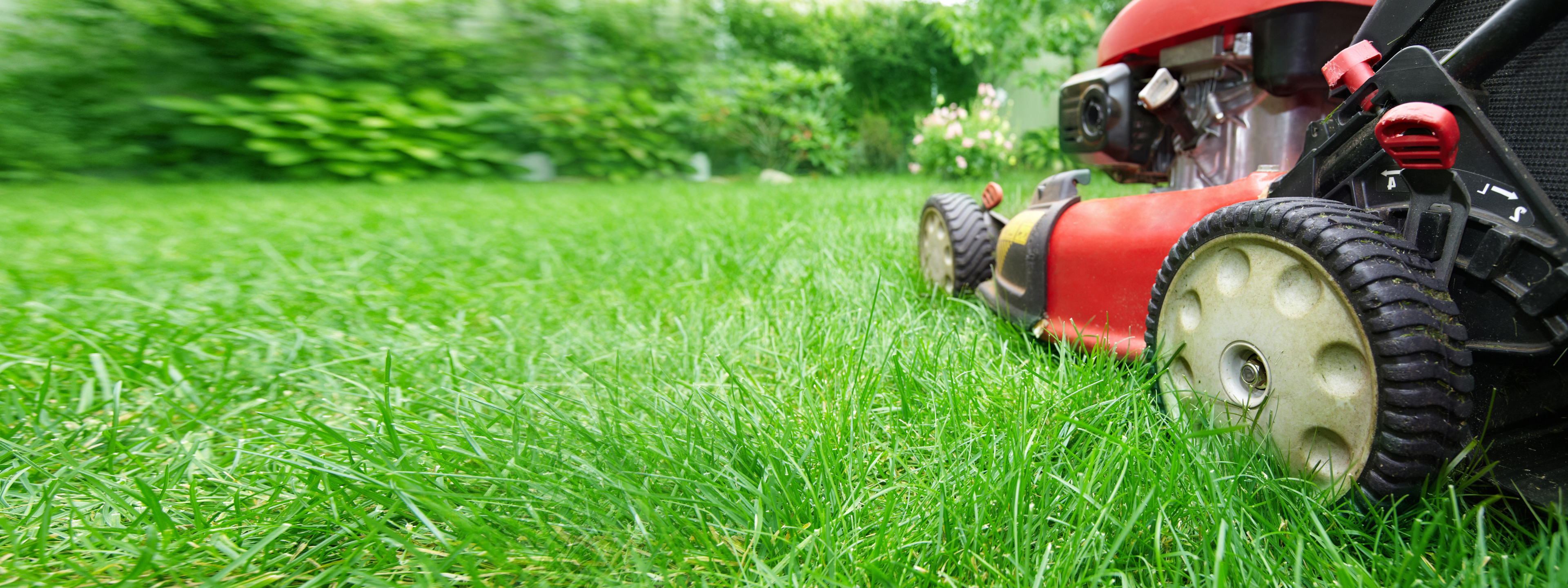 How to maintain grass