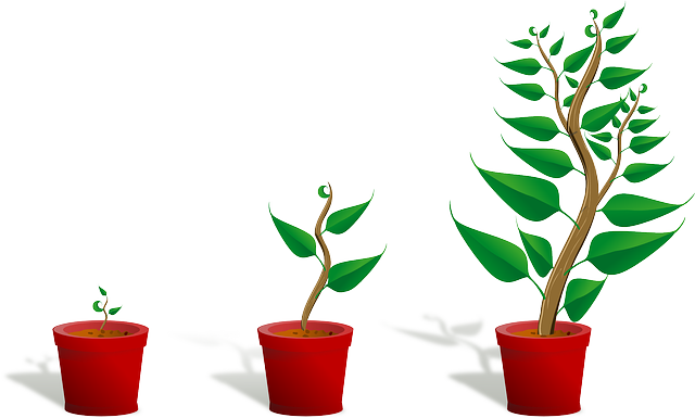 sapling, plant, growing