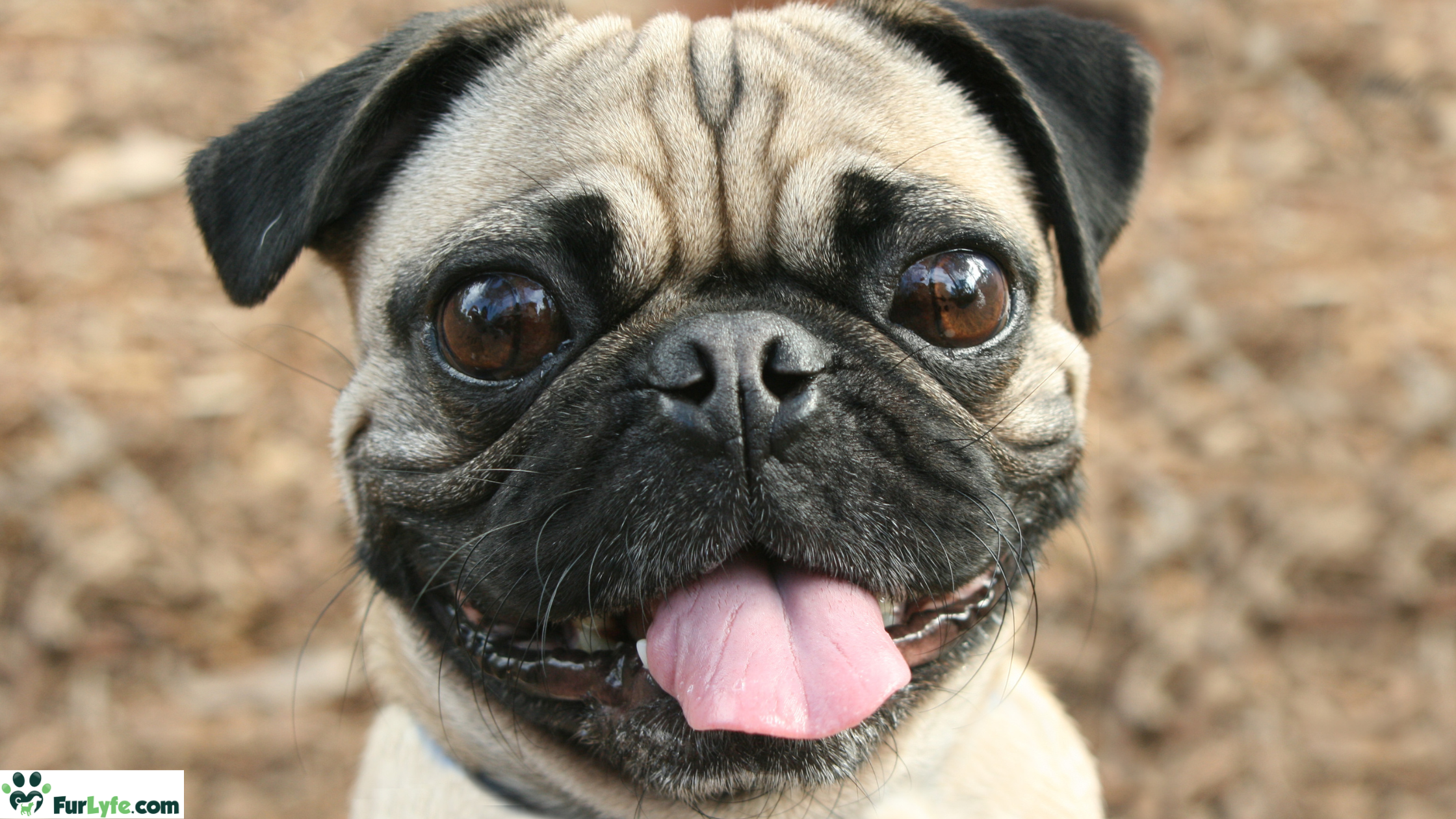 A smiling Pug staring at a camera