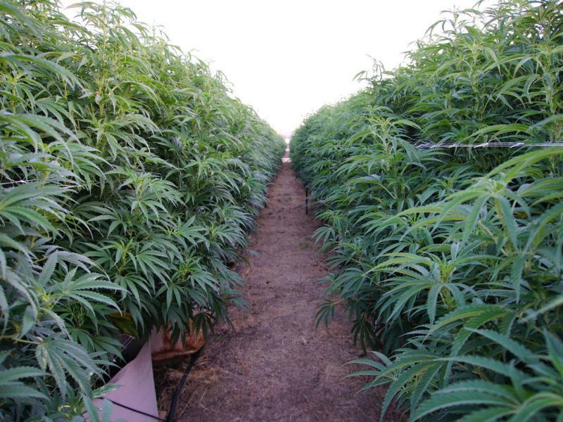 cannabis field