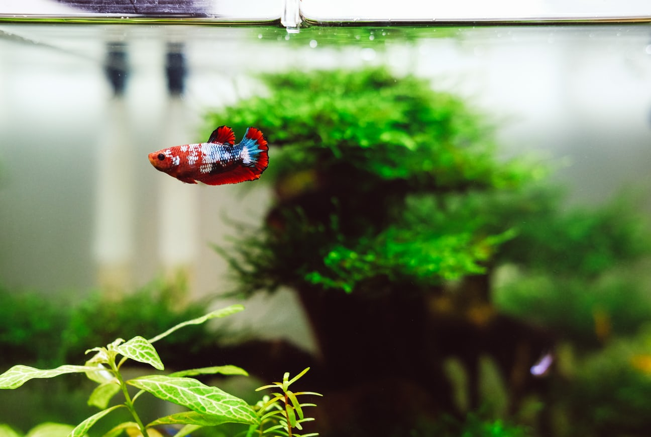 how to make a fish tank filter quieter