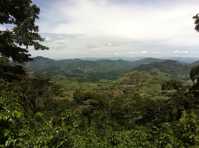 plantation, coffee, nicaragua