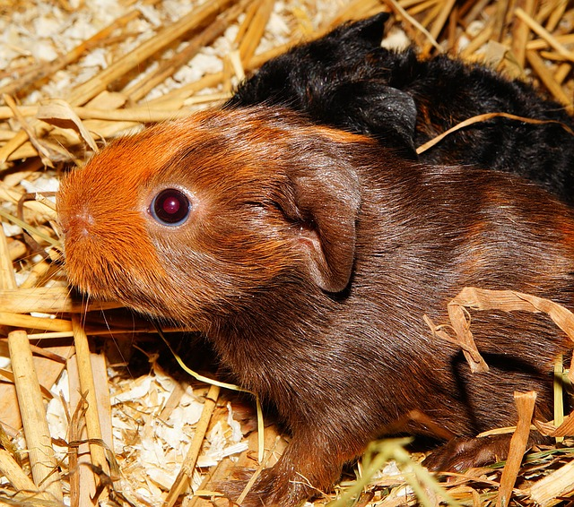 can you potty train a guinea pig