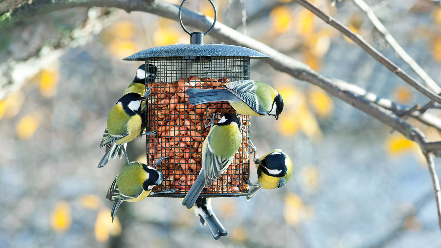 PigeonProofing Bird Feeders Effective Strategies for Deterrence