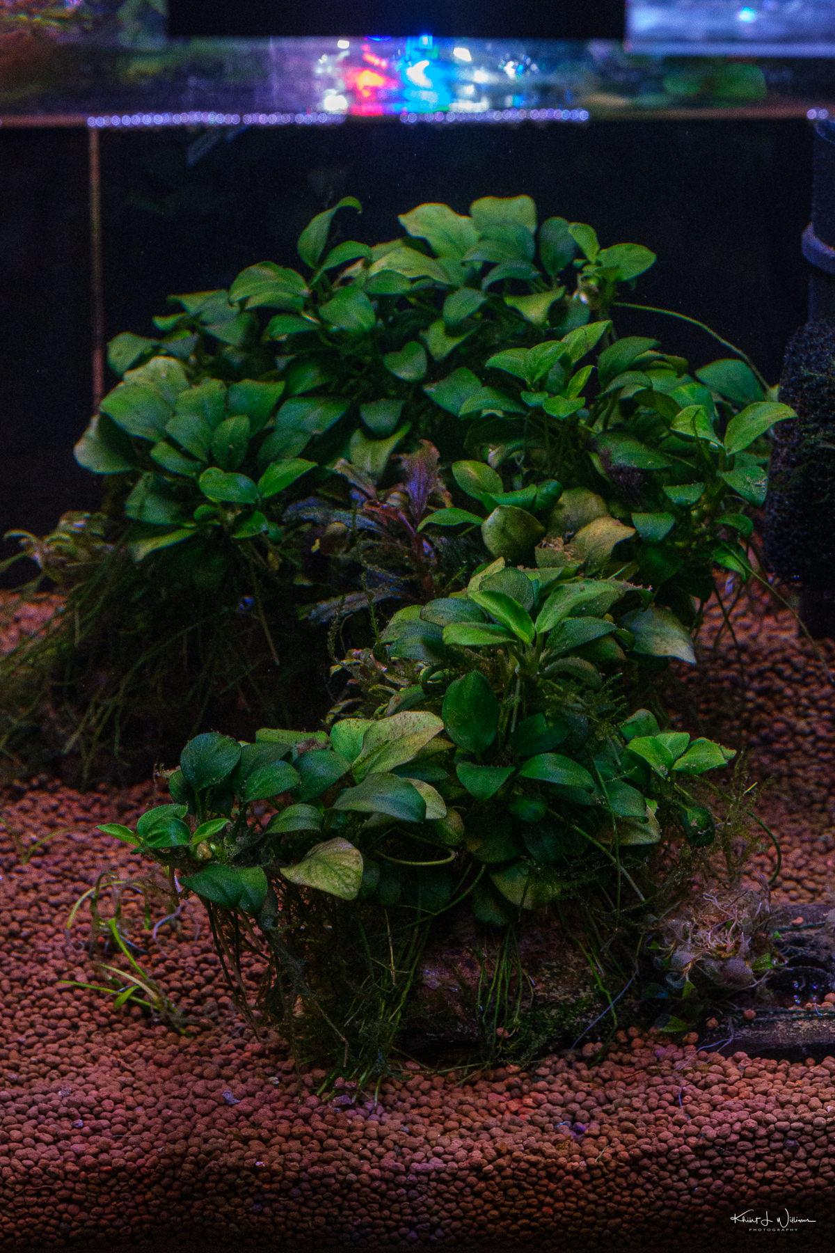 Aquatic plants help balance oxygen and CO₂ through photosynthesis and respiration.