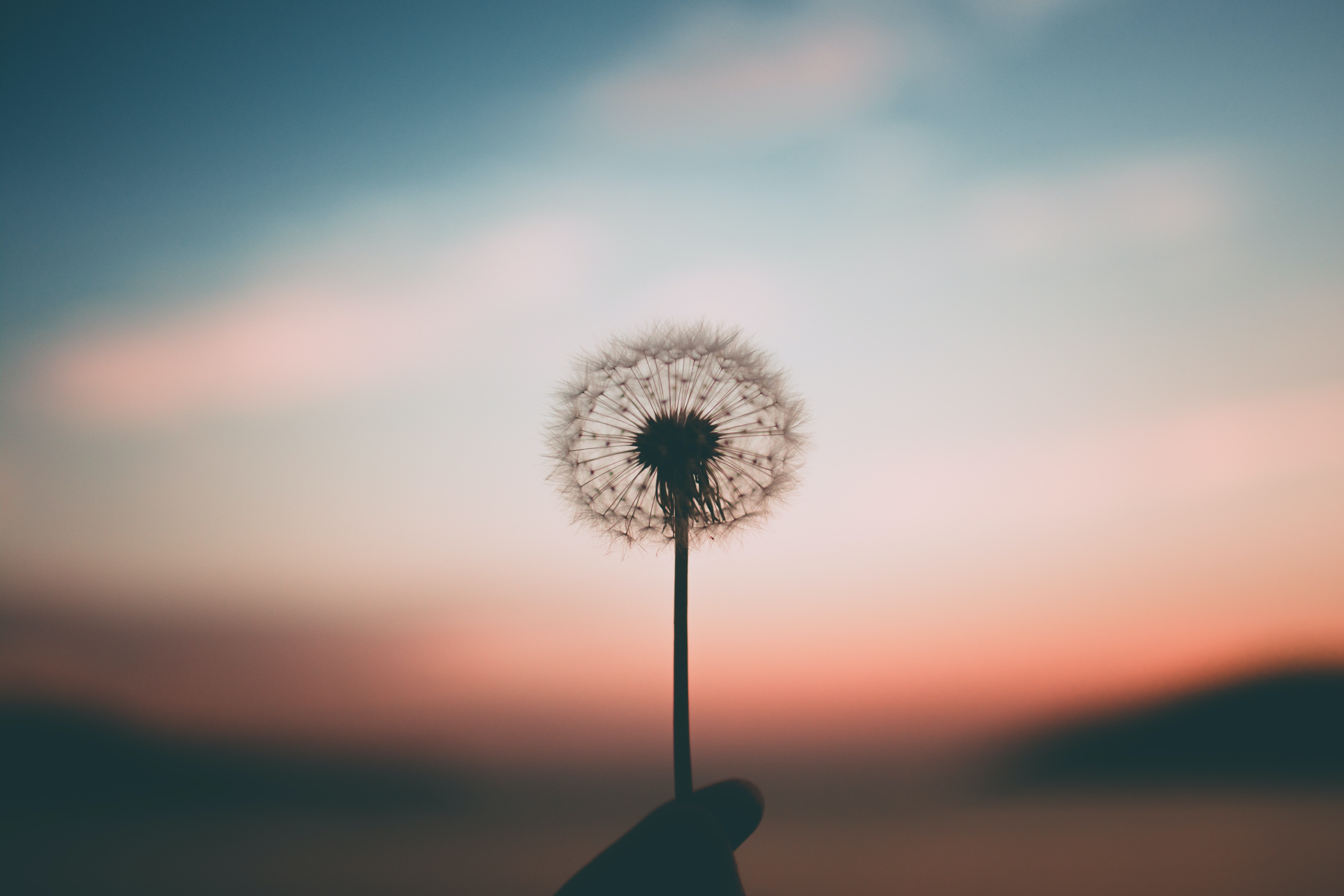 silhouette of a dandelion at sunset