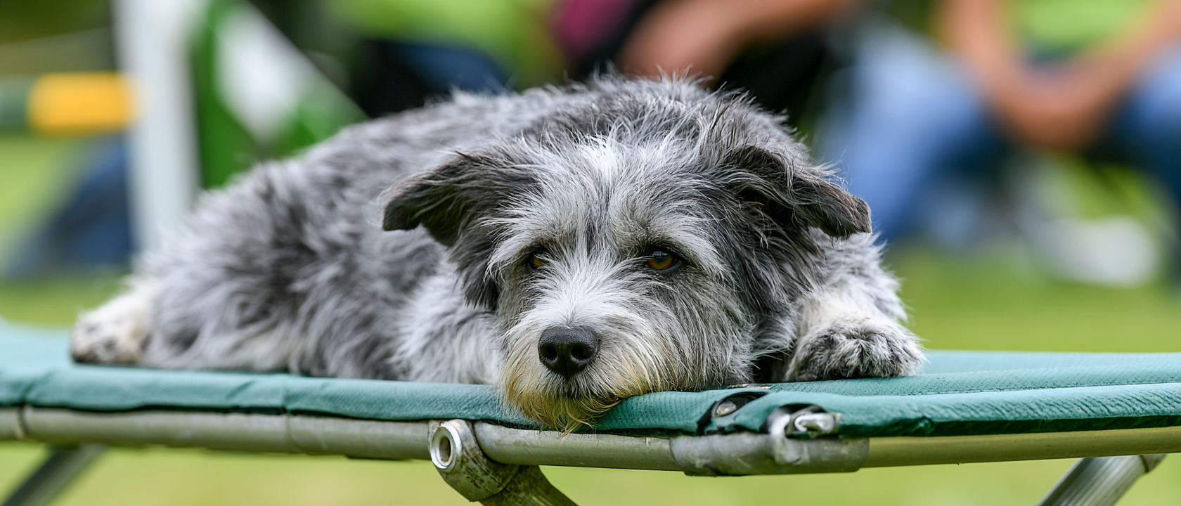 dog agility pause table or raised platform