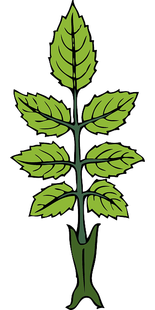 A cartoon rendering of a peppermint plant.