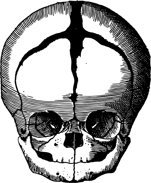 fetus skull, skull, fetus